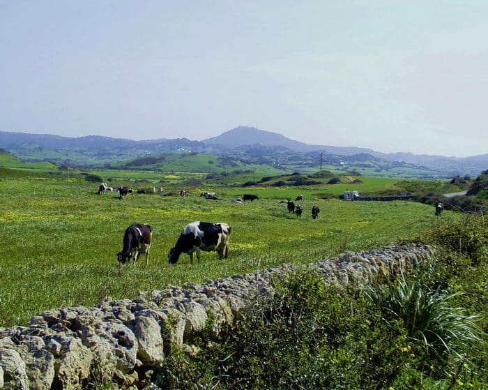 L'élevage de vaches laitières est une part importante de l'agriculture de Minorque