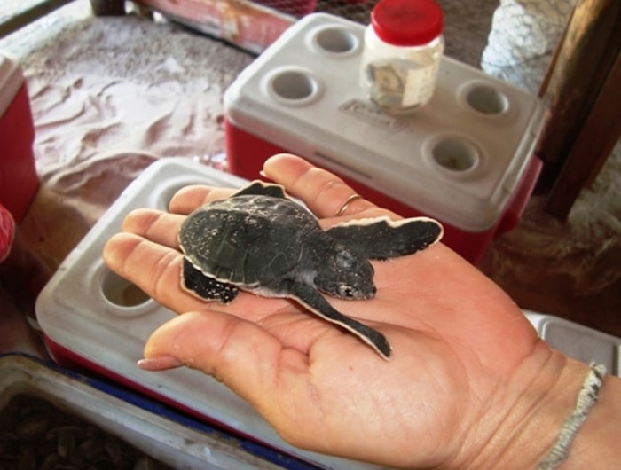 Un bébé tortue qui sera bientôt relâché sur une des plages de Saona