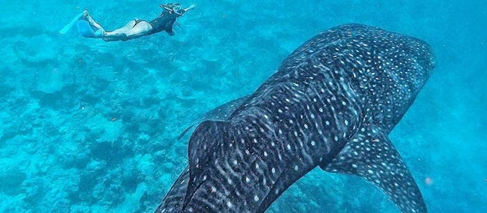 Le snorkeling pour observer les requins baleines se pratique surtout dans l'atoll d'Ari