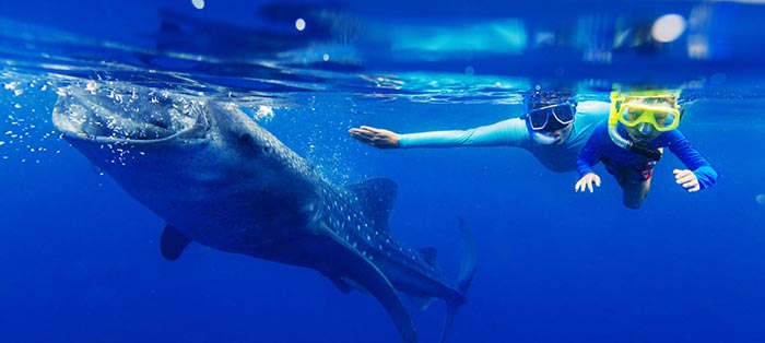 Le snorkeling pour observer les requins baleines peut se pratiquer en famille.
