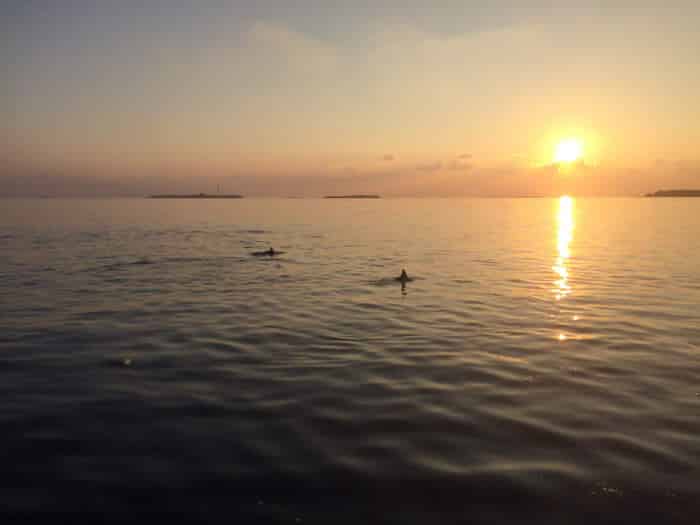 La croisière coucher du soleil offert au Vilamendhoo (avec les dauphins pour l'occasion !)