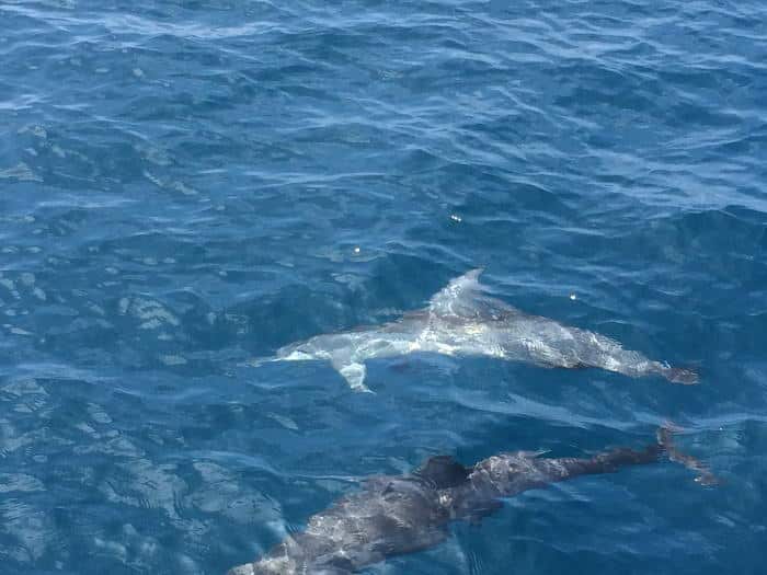 La sortie snorkeling est parfois l'occasion de nager avec les dauphins ! Une belle expérience.