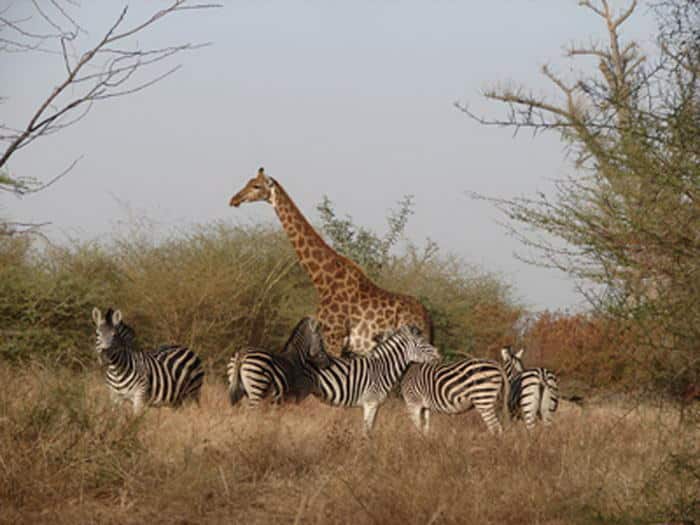 Non, ce n'est pas une photo du Kenya mais du Sénégal, de la réserve de Bandia.