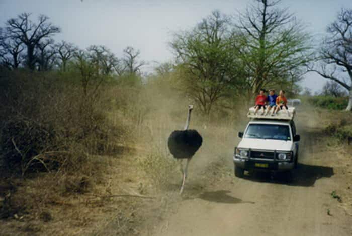 Face à l'autruche mâle, il vaut mieux reste dans pick-up ! © Réserve de Bandia