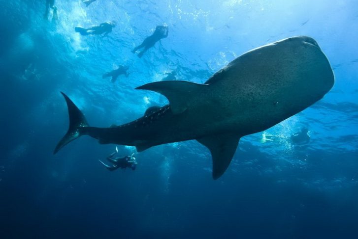 Nager avec les requins-baleines aux Maldives : le guide complet